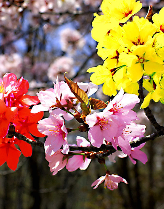 sakura_s_550pix.jpg